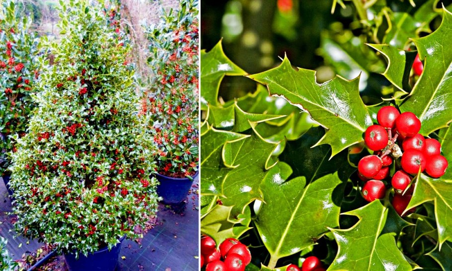 Падуб колхидский