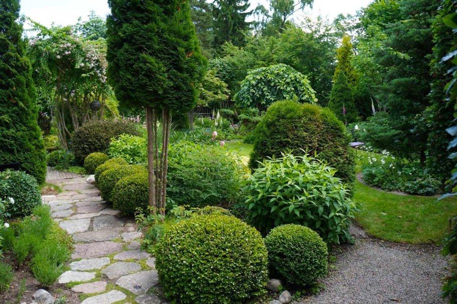 Самшит вечнозеленый миксбордер