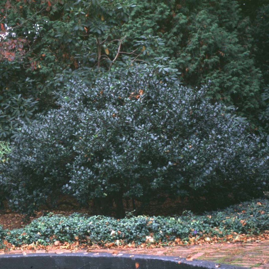 Ilex meserveae. Blue Prince