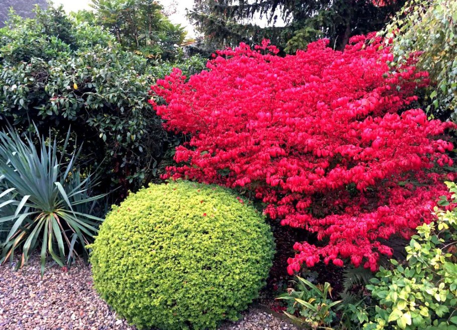 Бересклет крылатый Европейский