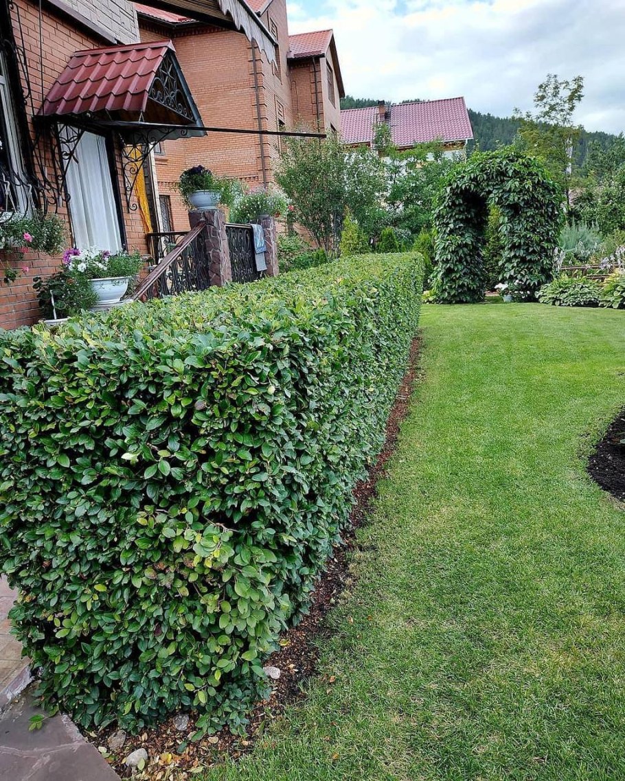 Кизильник блестящий Живая изгородь