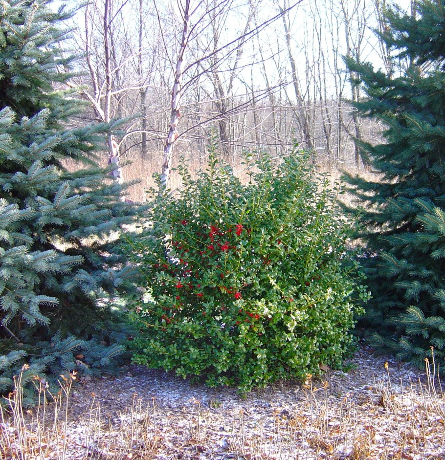 Падуб Мезерва Блю