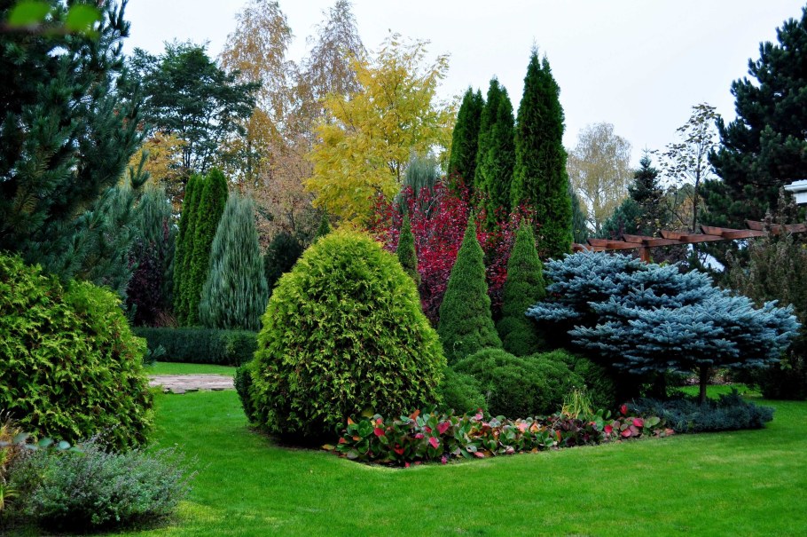 Туя туя Фастигиата