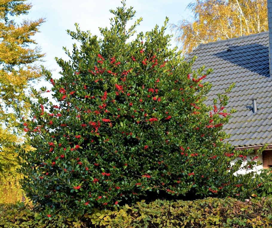 Падуб Мезерва