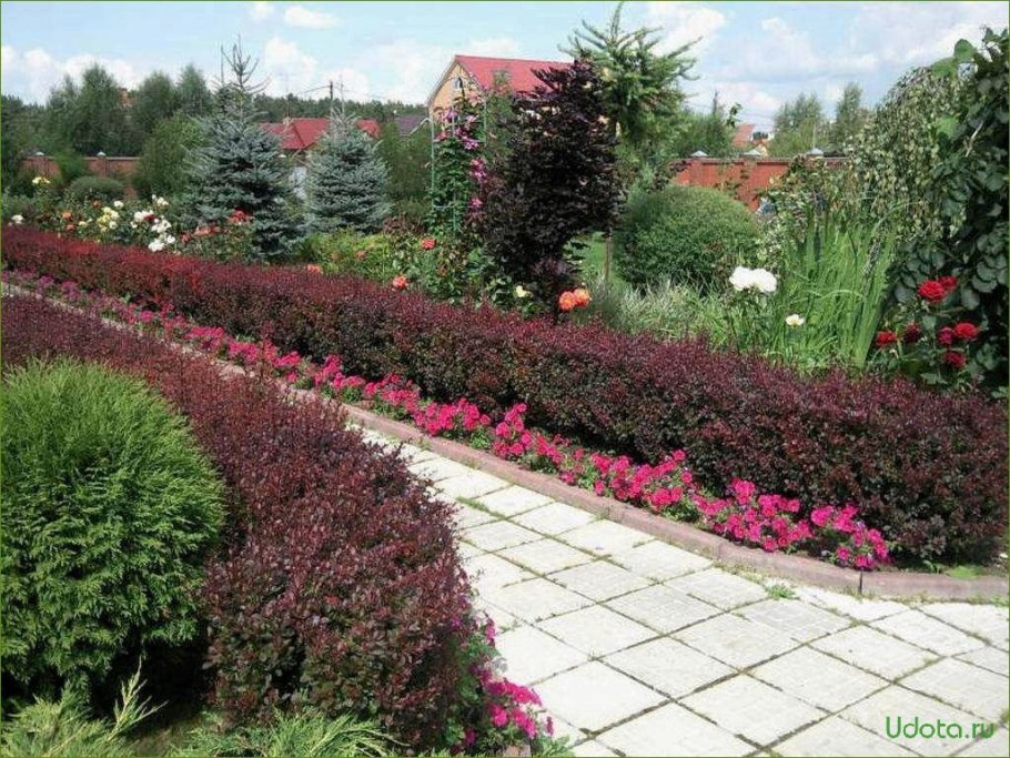 Барбарис Тунберга бордюр