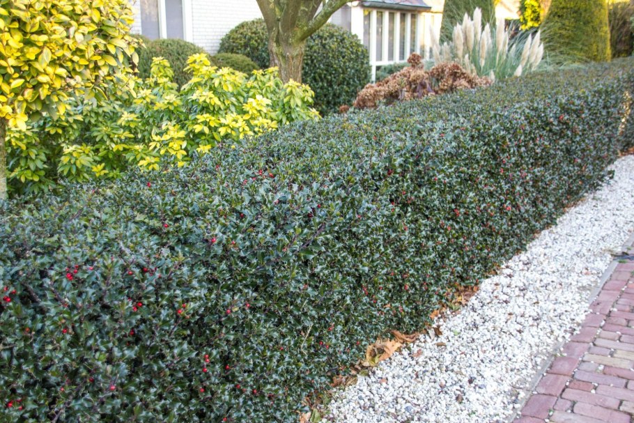 Падуб Блю принц