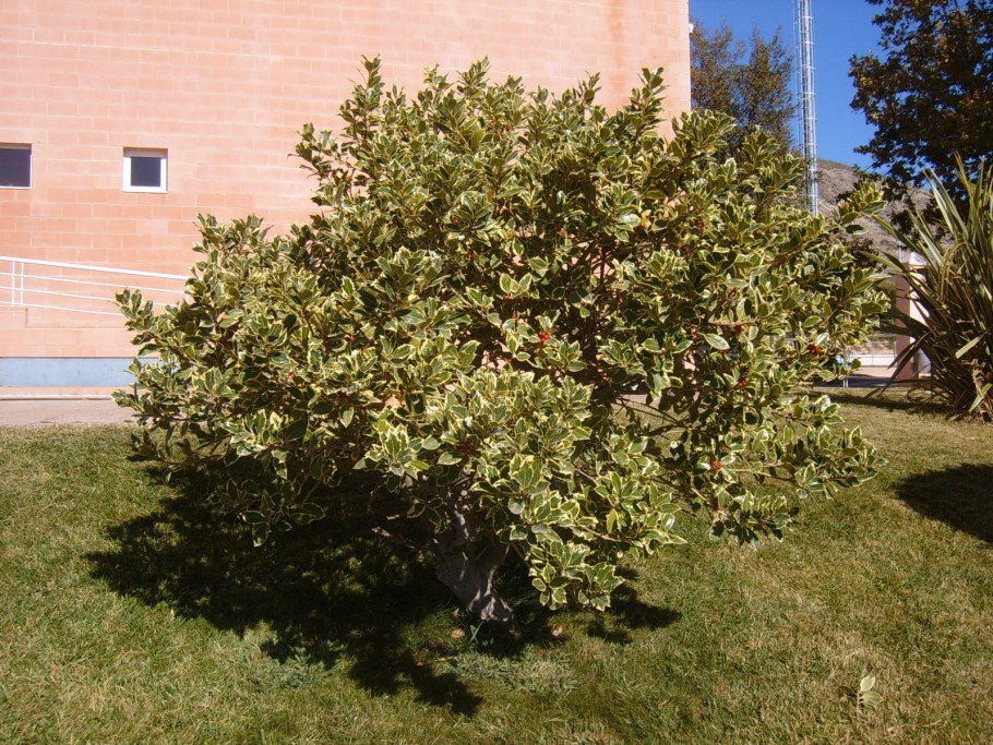 Падуб остролистный (Ilex aquifolium)