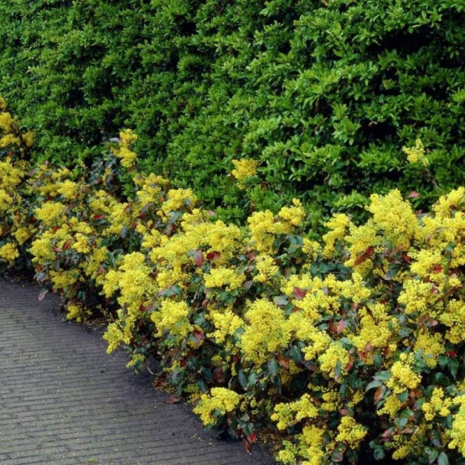 Магония падуболистная Аполло