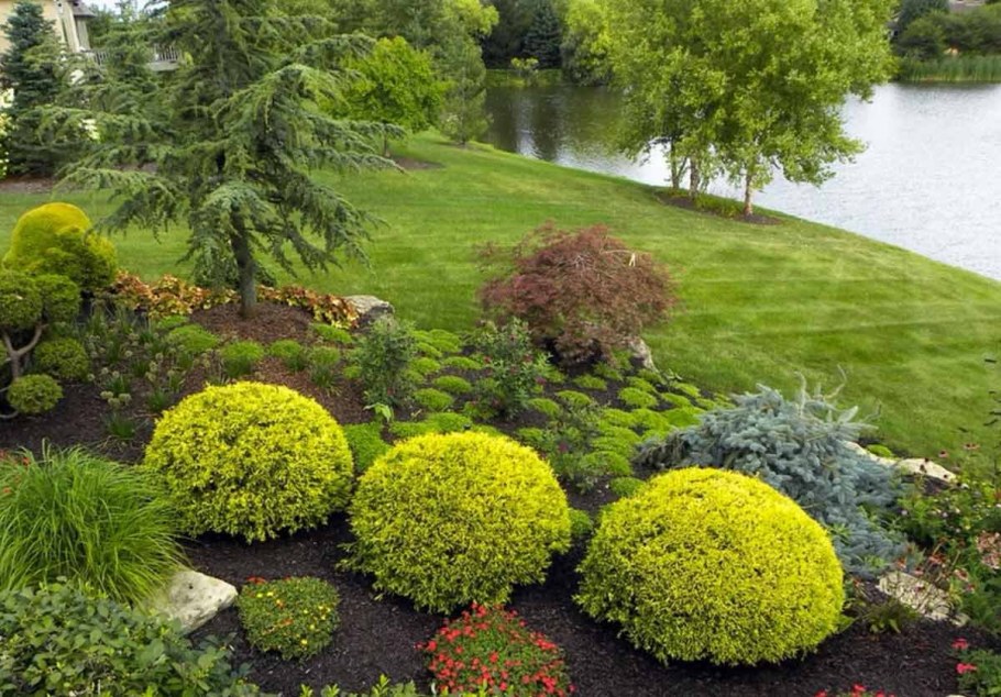 Туя Даника Ауреа