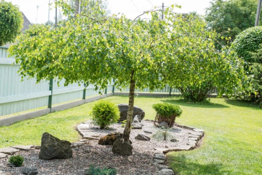 Береза Юнги повислая в ландшафте