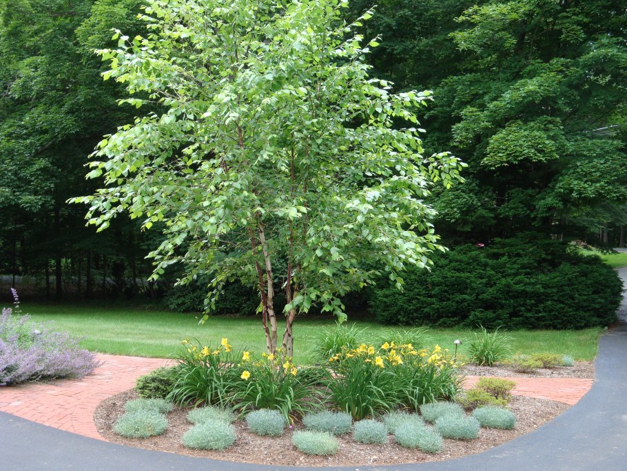 Ива повислая