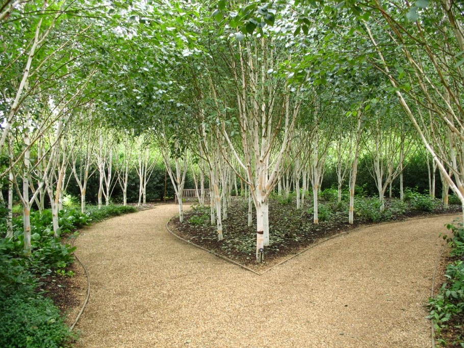 Береза повислая Мультиштамб