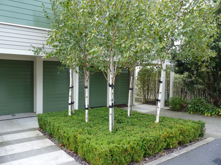 Береза Юнги повислая в ландшафте