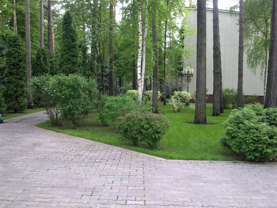 Береза в ландшафте