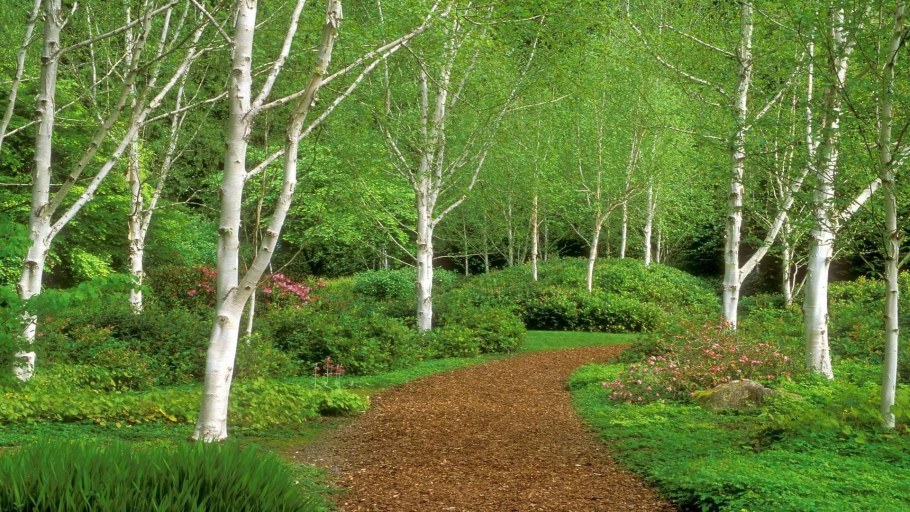 Ландшафт участка с березовой рощей