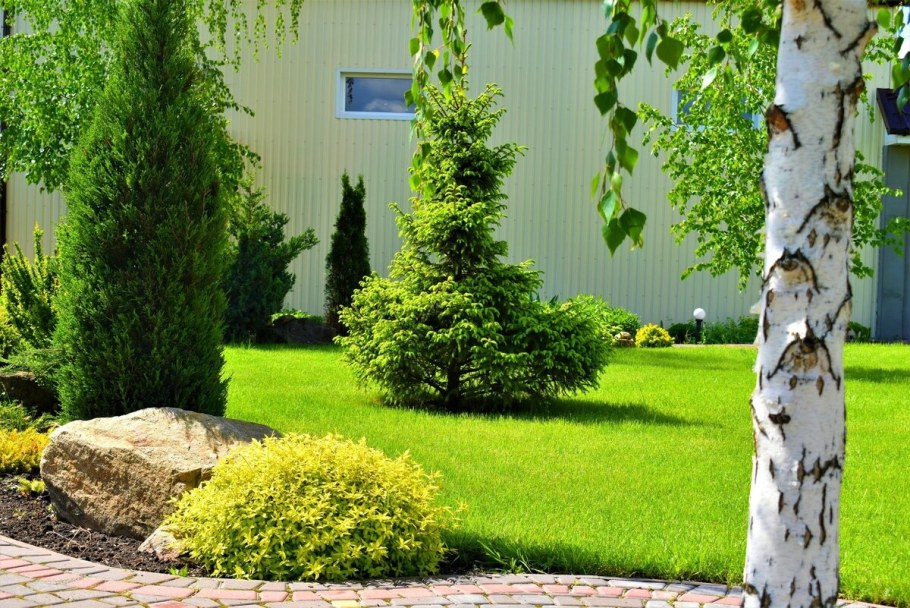 Ель в ландшафте