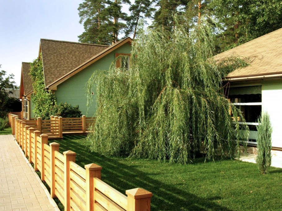 Ива плакучая декоративная