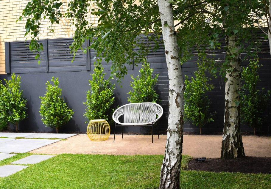 Береза Юнги повислая в ландшафте