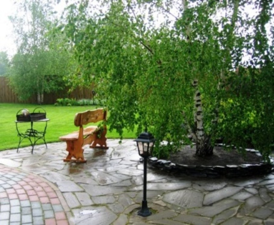 Березы на дачном участке