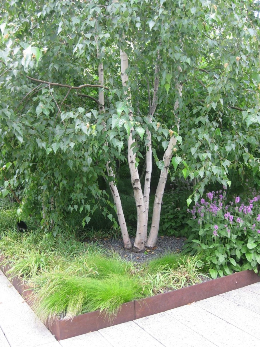 Береза карликовая повислая