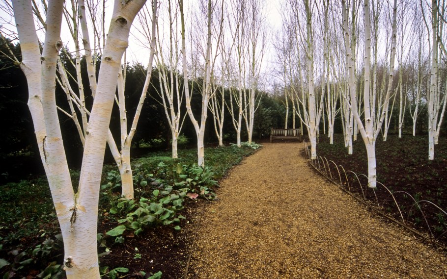 Береза Доренбос