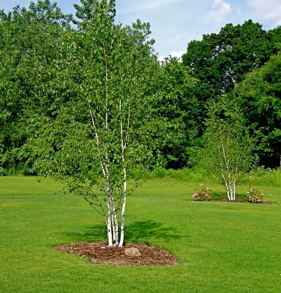 Береза кустарниковая Betula fruticosa