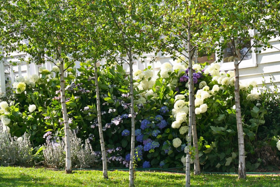 Береза Жакмана штамб