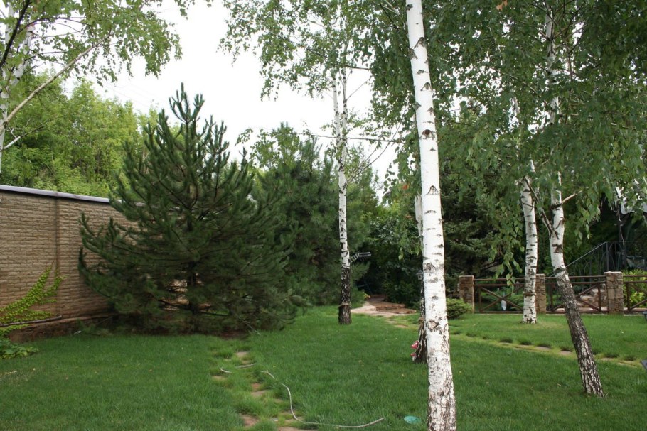 Береза Жакмана штамб