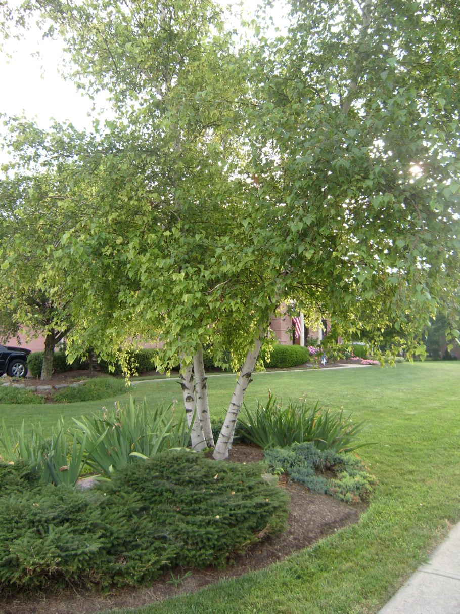 Береза повислая Букетная посадка