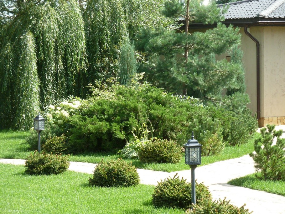 Ива плакучая с хвойниками в ландшафтном