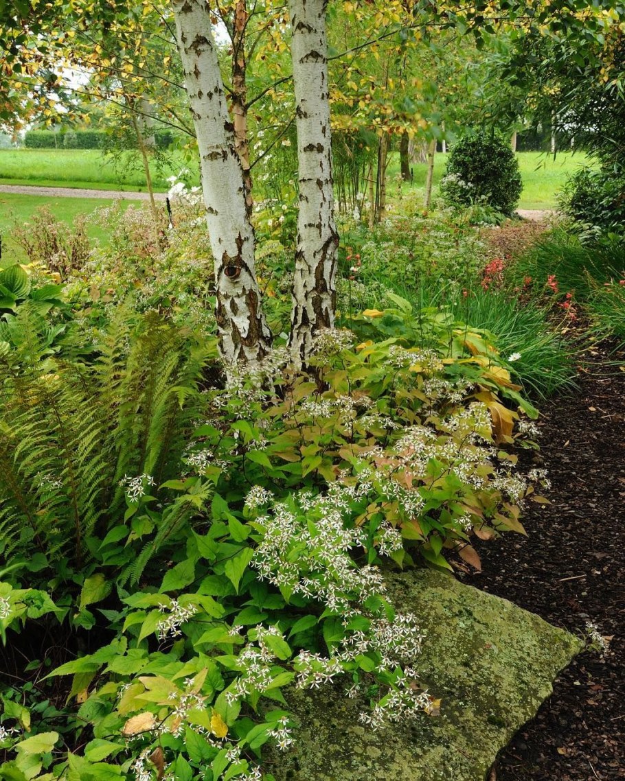 Чубушник под березой