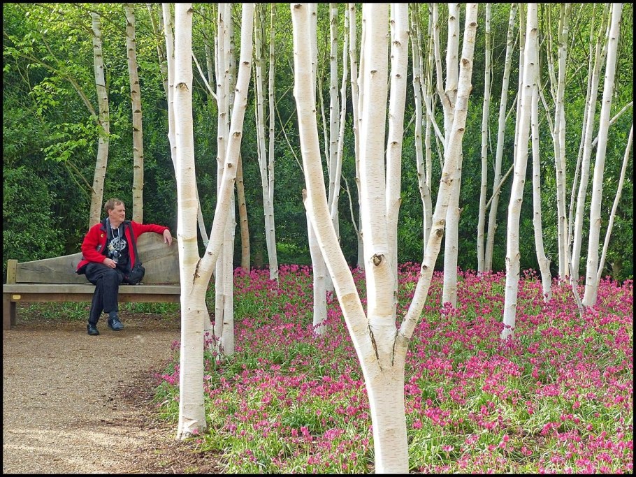 Береза Жакмана