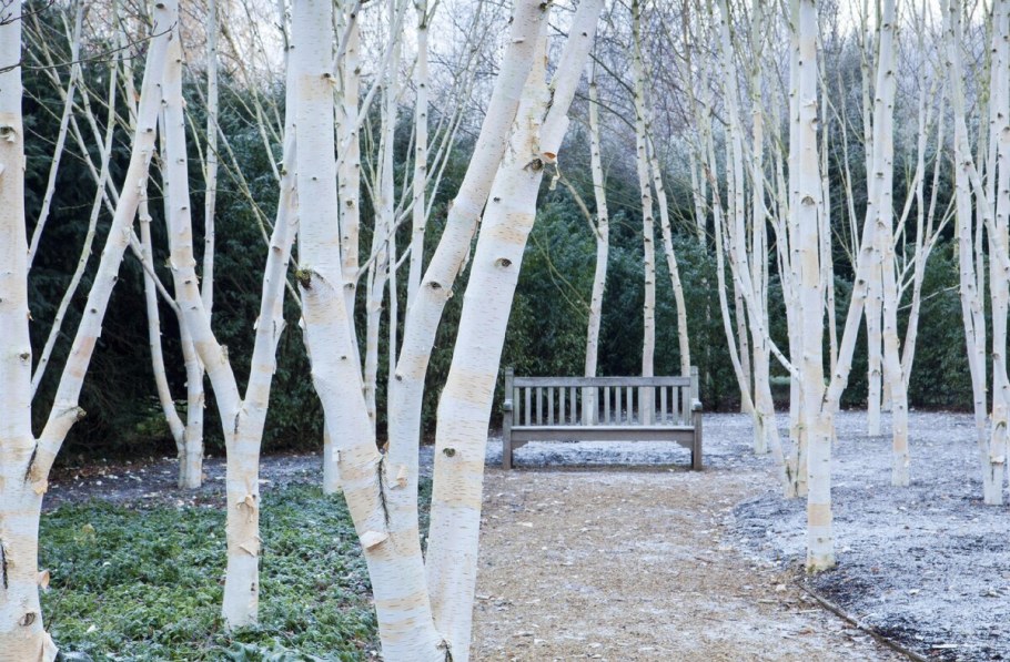 Береза Жакмана многоствольная