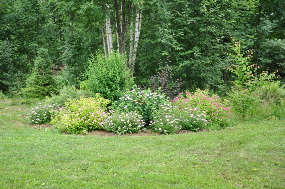 Береза и спирея в ландшафтном