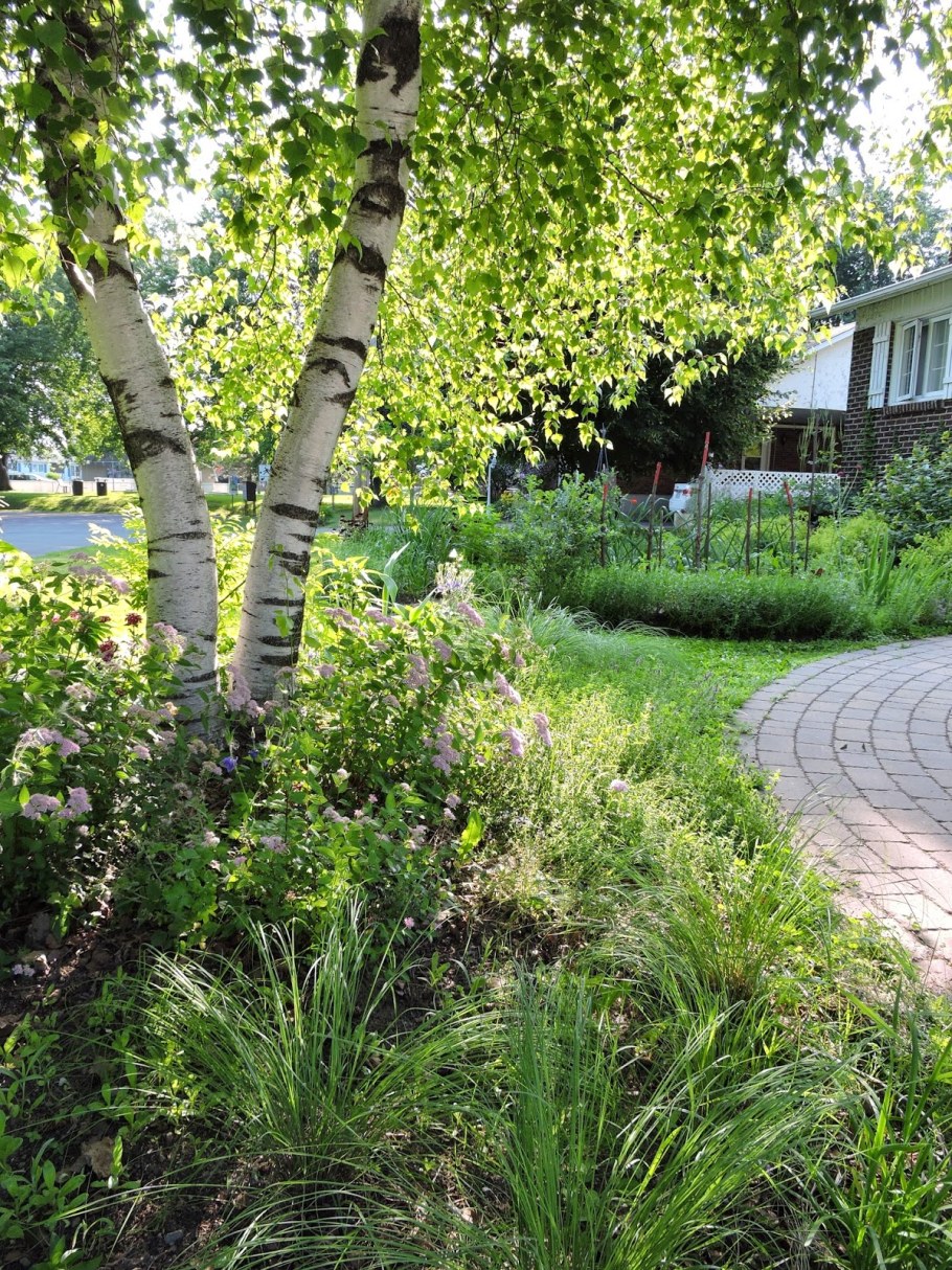 Береза на участке