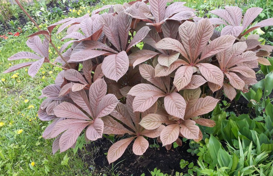 Роджерсия Браунлауб