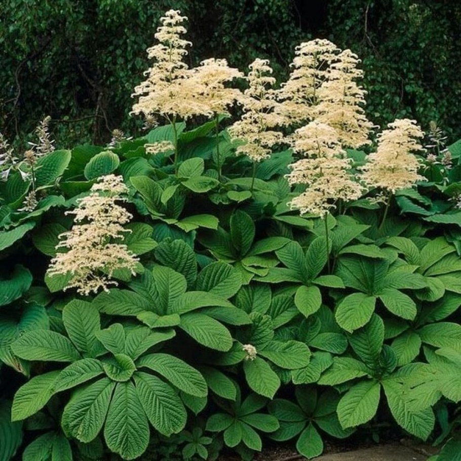 Роджерсия конско-каштаносистная