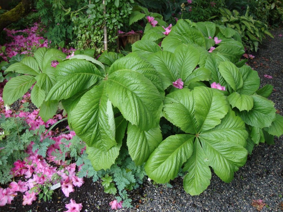 Роджерсия конскокаштанолистная