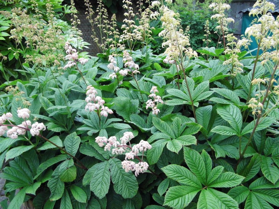 Роджерсия красивоцветущая