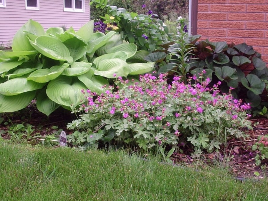 Роджерсия aesculifolia