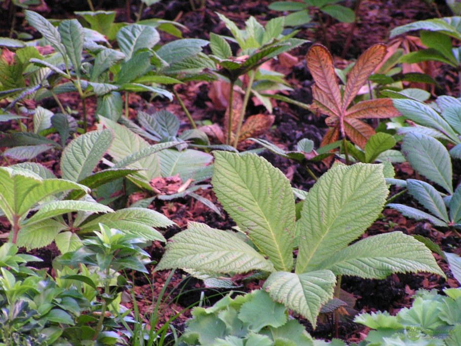 Каштановидная роджерсия