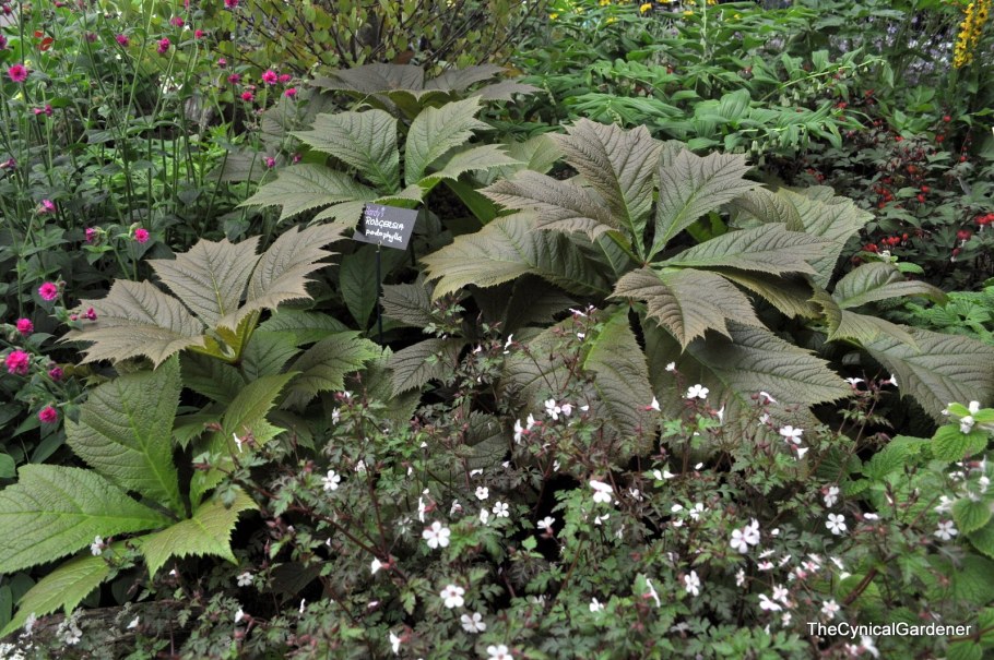 Роджерсия перистая Chocolate Wings