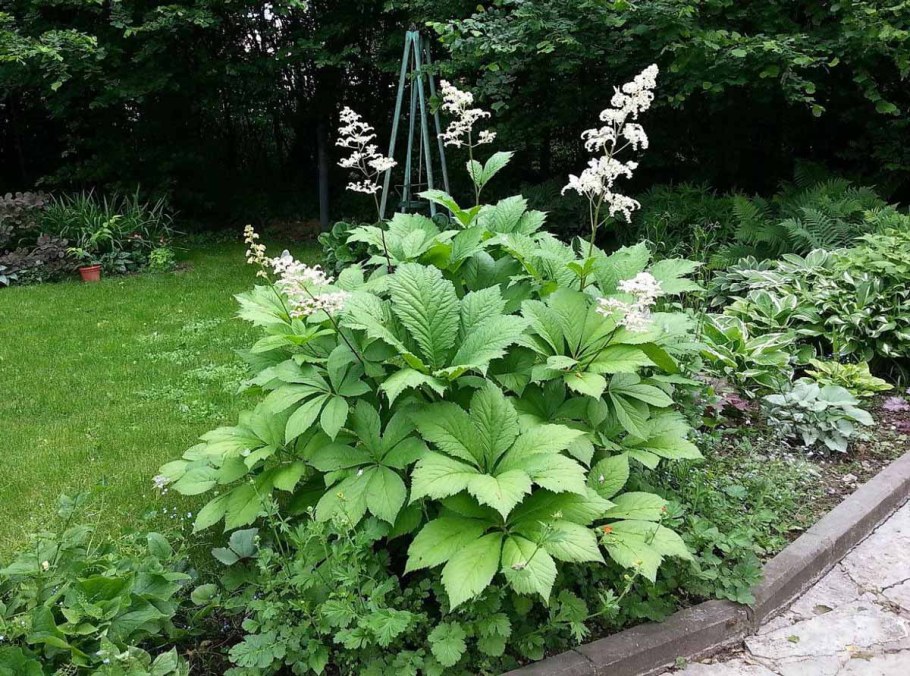 Роджерсия каштанолистная