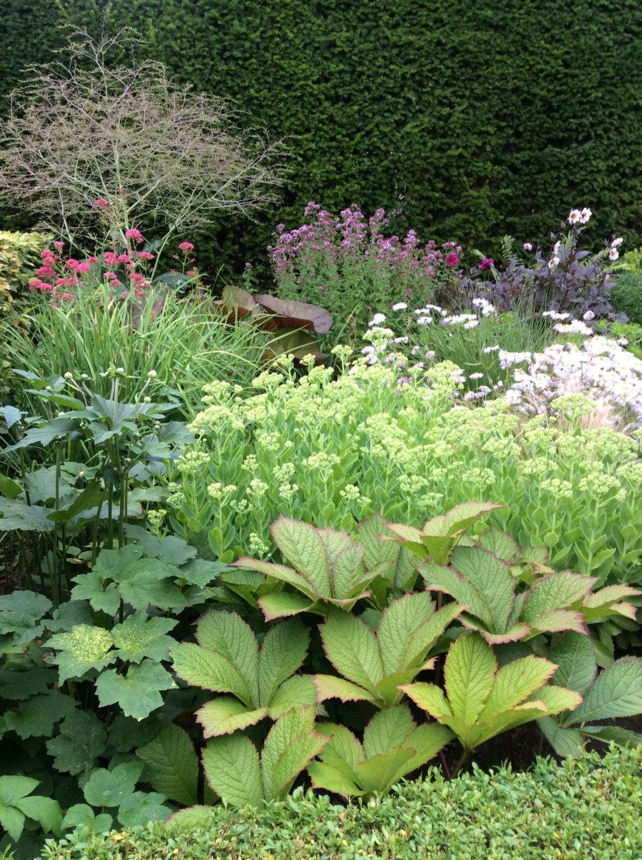 Роджерсия каштанолистная