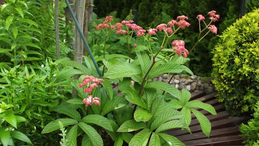 Роджерсия конскокаштанолистная