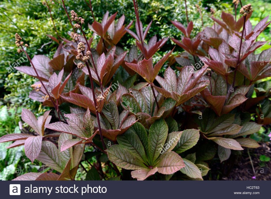 Роджерсия Bronze Peacock (бронз Пикок)