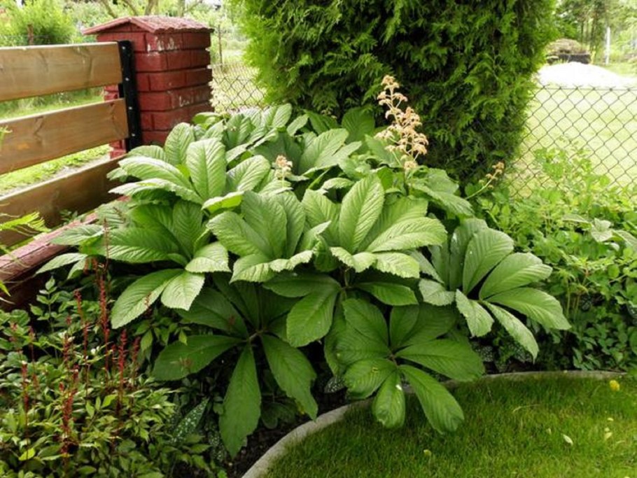 Роджерсия конскокаштанолистная