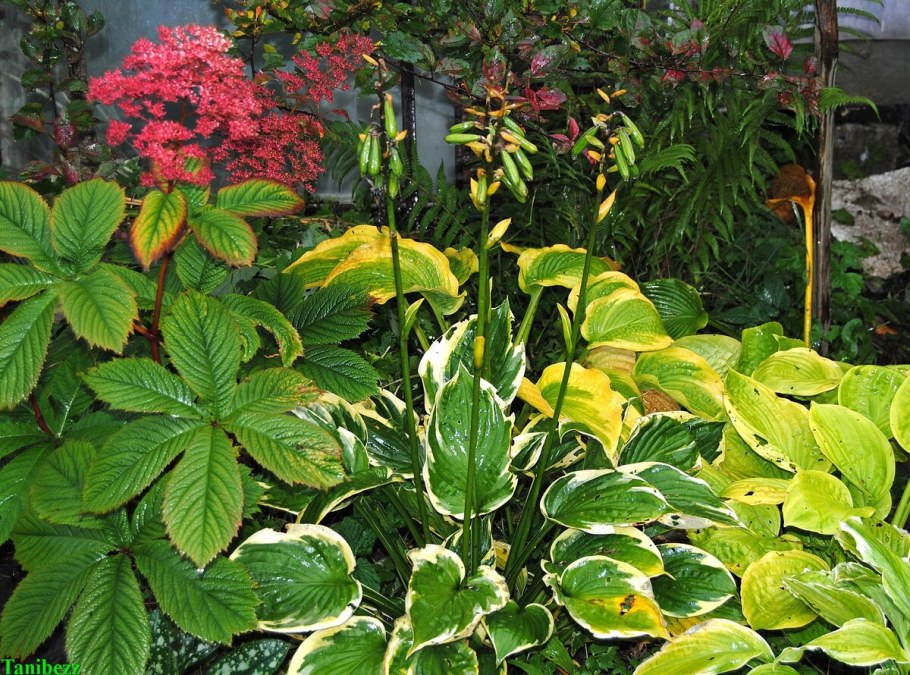 Роджерсия осенью