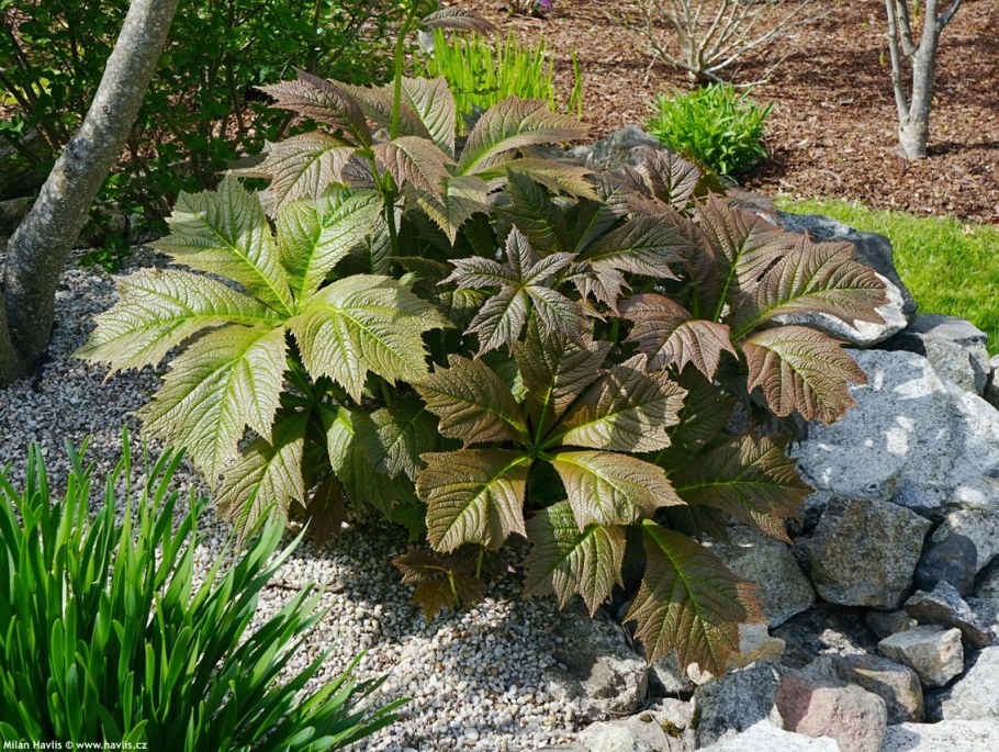 Роджерсия конскокаштанолистная