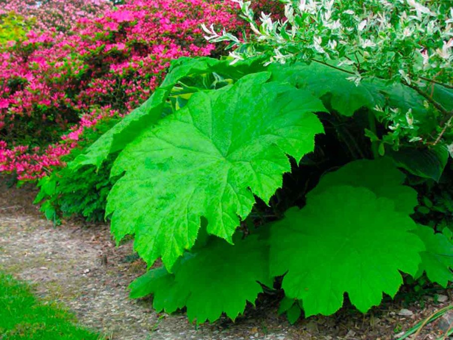 Роджерсия астильбоидес пластинчатый